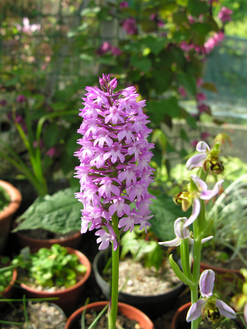 صورة Anacamptis pyramidalis (L.) Rich.