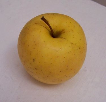 Image of paradise apple