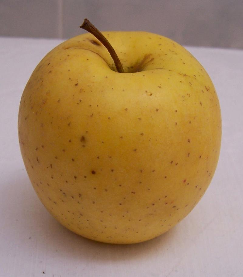 Image of paradise apple