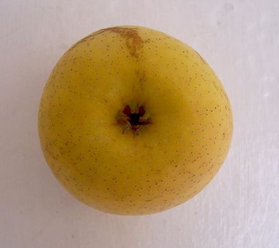 Image of paradise apple