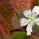 Image of Rubus caesius L.