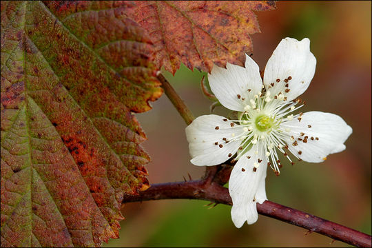 Image of Dewberry