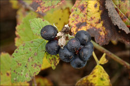 Image of Dewberry