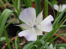 Image de Calochortus umbellatus Alph. Wood