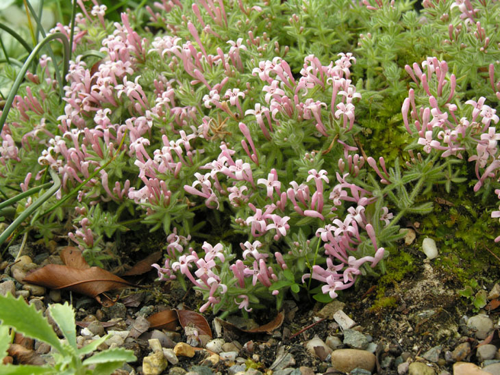 Image of Asperula suberosa Sm.