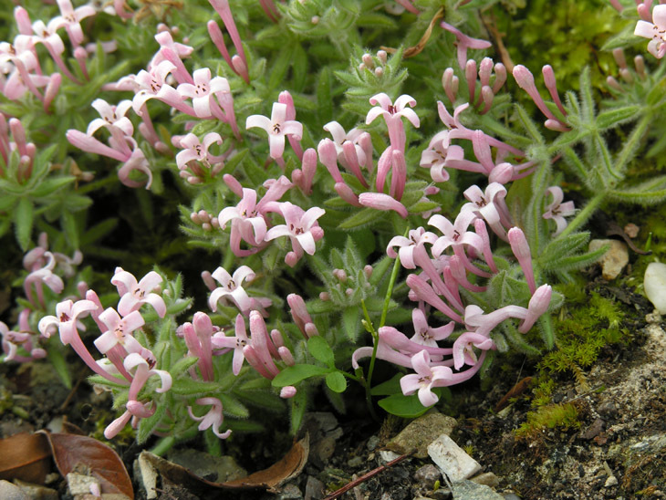 Plancia ëd Asperula suberosa Sm.