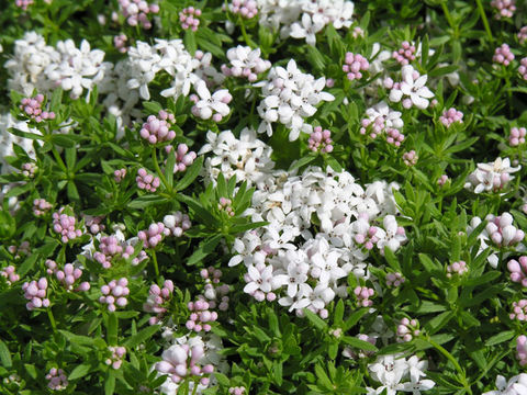 Image de Asperula hirta Ramond