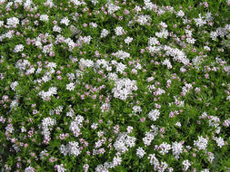 Asperula hirta Ramond的圖片