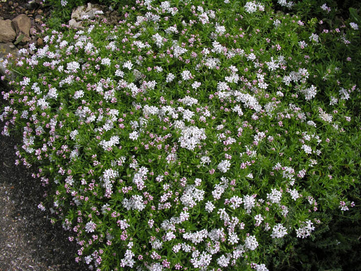 Image of Asperula hirta Ramond