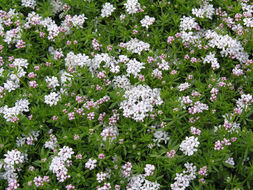 Image of Asperula hirta Ramond