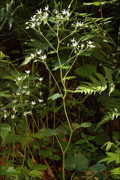 Image of round-leaved saxifrage