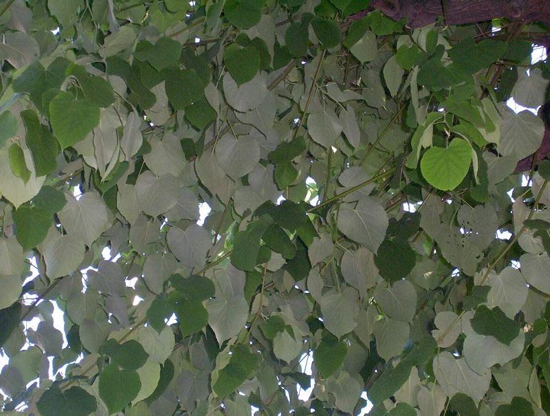 Image of Silver Lime