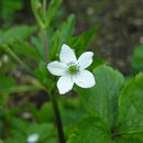 Image of Himalayan windflower