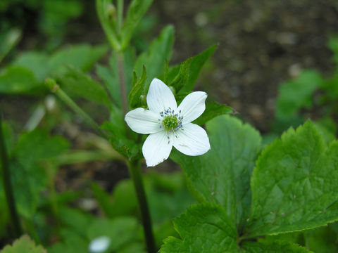 Image of Himalayan windflower