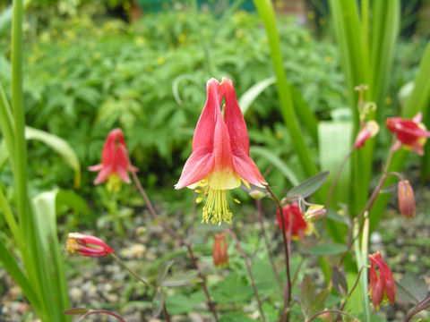 Image of red columbine