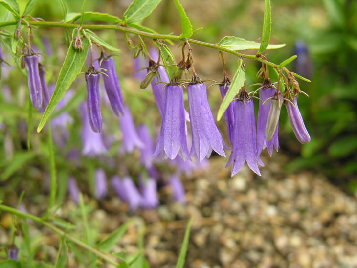 Campanula tommasiniana K. Koch resmi