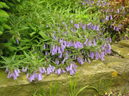 Campanula tommasiniana K. Koch resmi