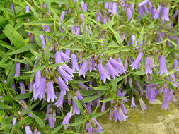 Campanula tommasiniana K. Koch resmi