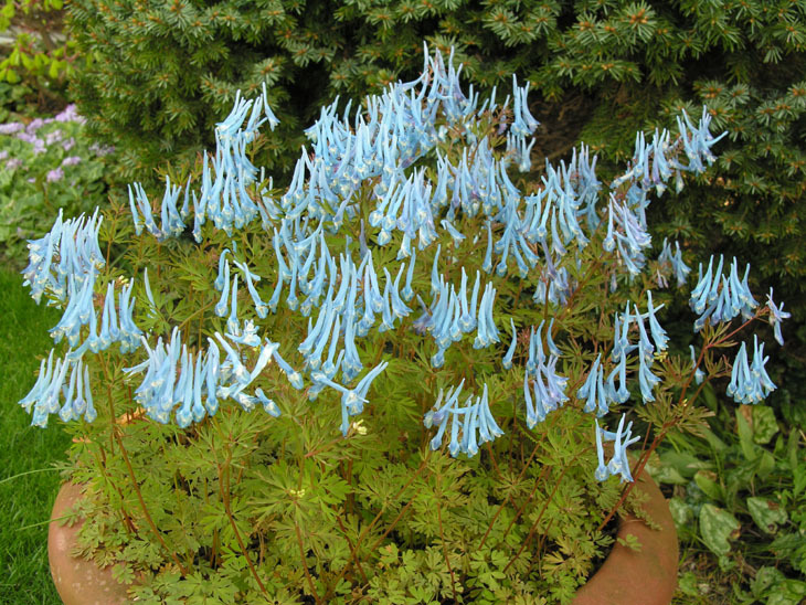 Image of blue corydalis
