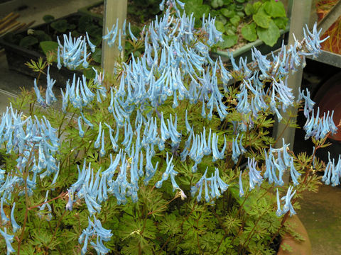 Image of blue corydalis