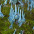 Image of Corydalis flexuosa Franch.