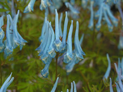 Sivun Corydalis flexuosa Franch. kuva