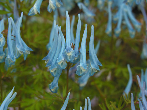 Imagem de Corydalis flexuosa Franch.