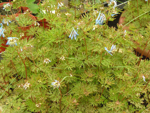 Image of blue corydalis