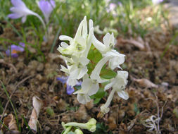 Image de Corydalis malkensis A. I. Galushko