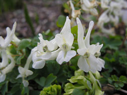 Image de Corydalis malkensis A. I. Galushko