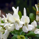 Image de Corydalis malkensis A. I. Galushko