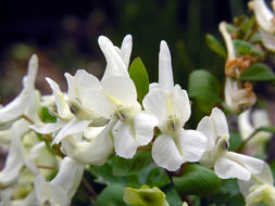 Image de Corydalis malkensis A. I. Galushko