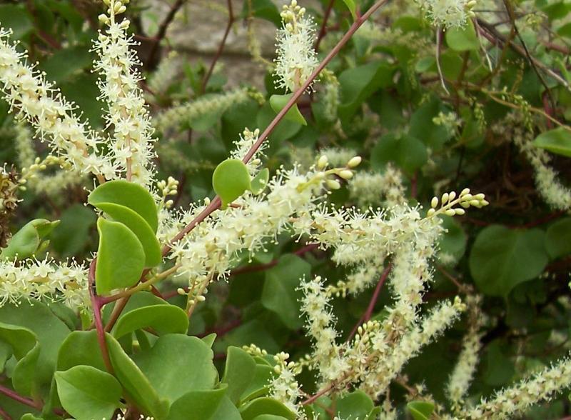 Image of heartleaf madeiravine