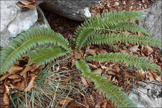 Слика од Polystichum lonchitis (L.) Roth