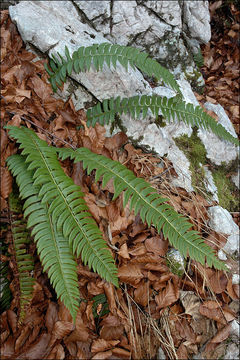 Image of holly fern