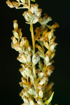 Artemisia douglasiana Bess.的圖片