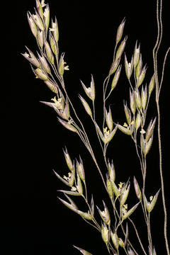 Imagem de Agrostis idahoensis Nash