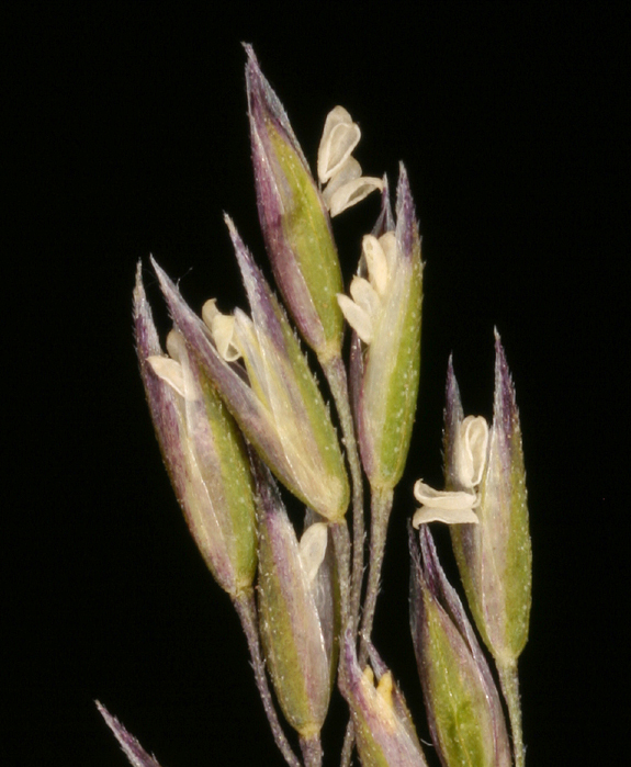 Imagem de Agrostis idahoensis Nash