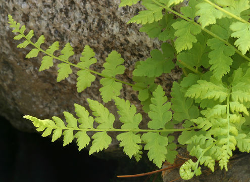 Image of Cystopteris dickieana R. Sim