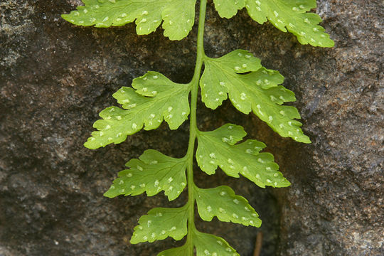 Image of brittle bladder fern