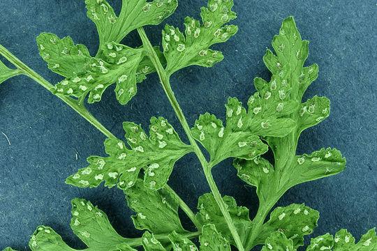 Image of Cystopteris dickieana R. Sim