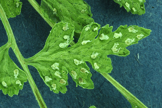 Image of Cystopteris dickieana R. Sim