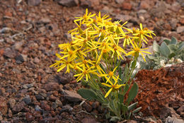 Image of woolly groundsel