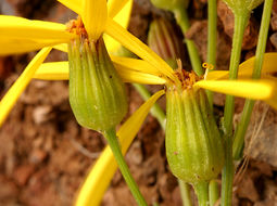 Image of woolly groundsel