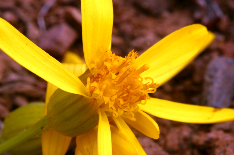 Image of woolly groundsel