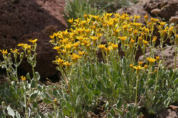 Image of woolly groundsel