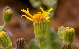 Image of woolly groundsel