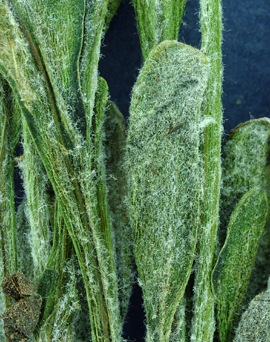 Image of woolly groundsel