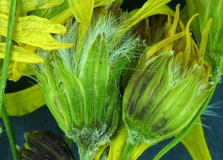 Image of woolly groundsel