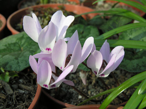 Image of Lebanon cyclamen